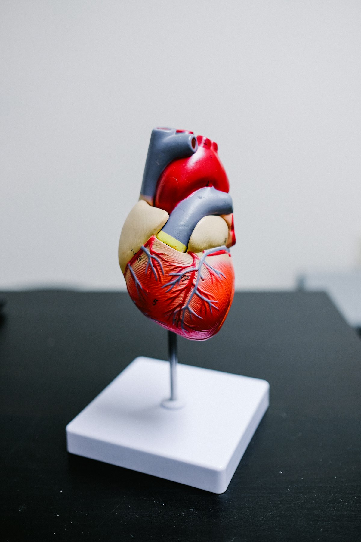 Anatomical model of the human heart